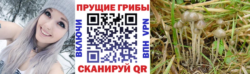ссылка на мегу сайт  Багратионовск  Псилоцибиновые грибы Magic Shrooms  купить наркотик 
